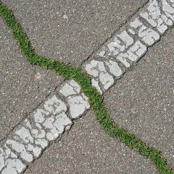 VEGETABLE, Fessura verde nell'asfalto © Gustavo Alàbiso